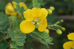 Senna auriculata